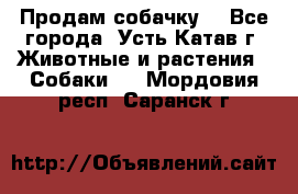 Продам собачку  - Все города, Усть-Катав г. Животные и растения » Собаки   . Мордовия респ.,Саранск г.